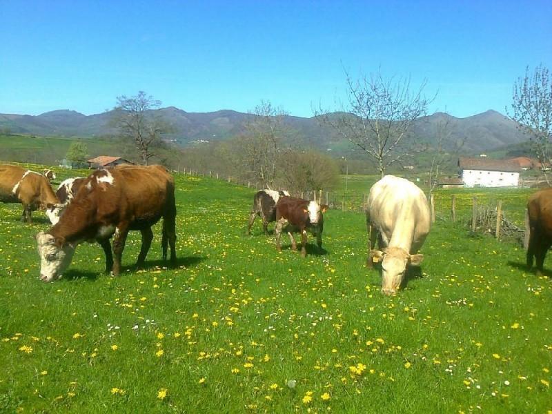 Apartamentos Rurales Kastonea Errazu Esterno foto